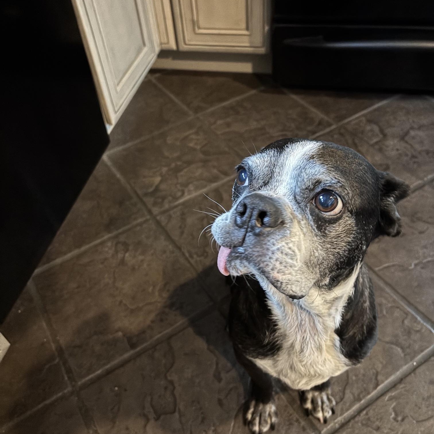 Enlarge Kennedy, a ADOPTABLE Boston Terrier in New York, NY image 3/4