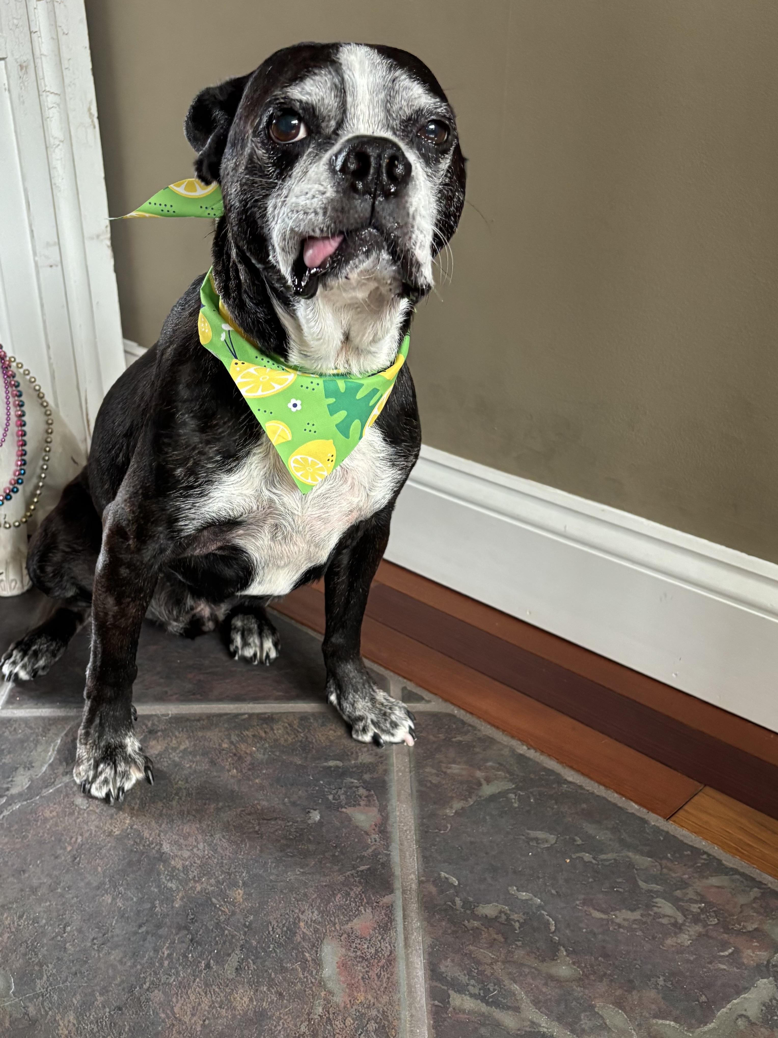 Kennedy, ADOPTABLE, Adult Male Boston Terrier.