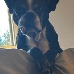 Enlarge Kennedy, a ADOPTABLE Boston Terrier in New York, NY image 2/4