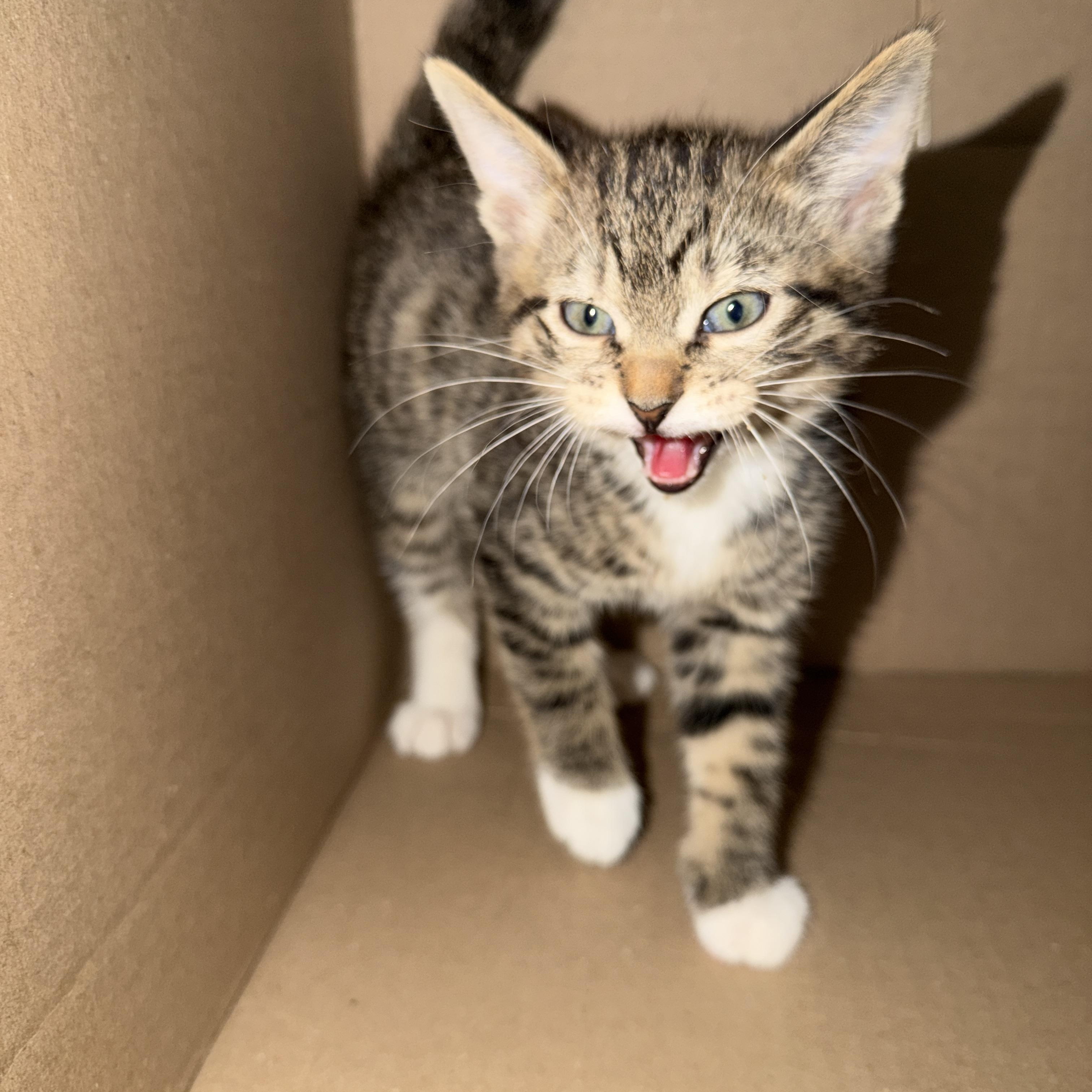 Enlarge U Conn, an adopted Domestic Short Hair in Tucson, AZ image 2/2