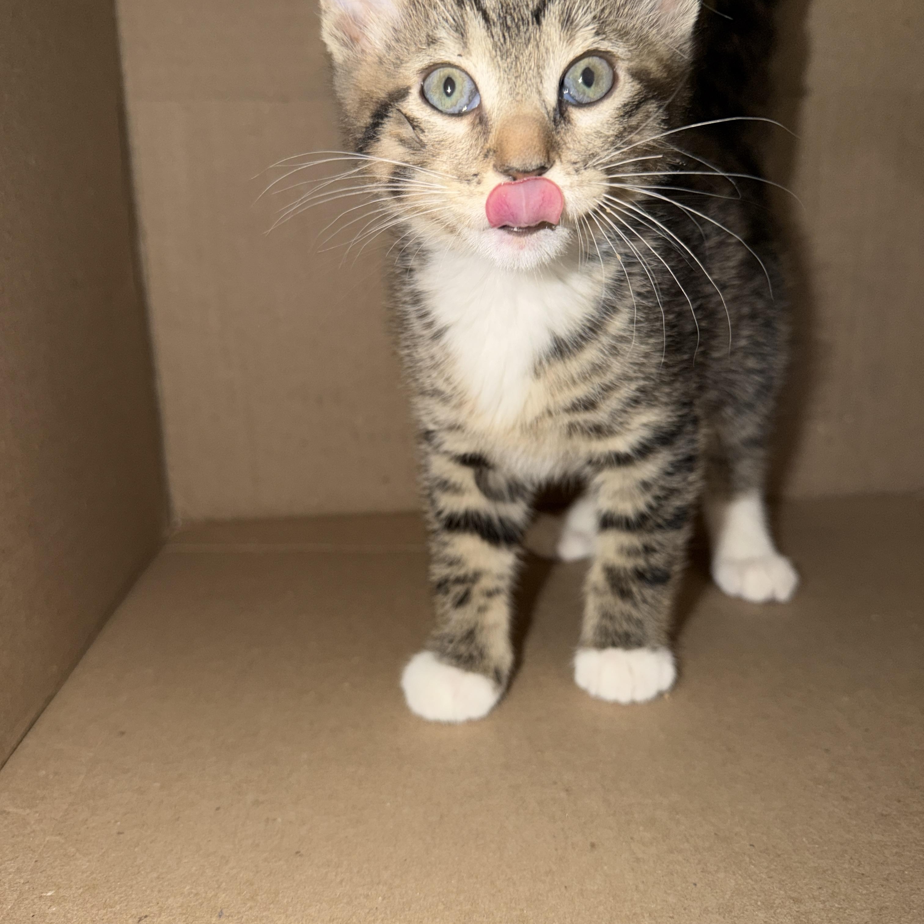U Conn, adopted, Kitten Male Domestic Short Hair.