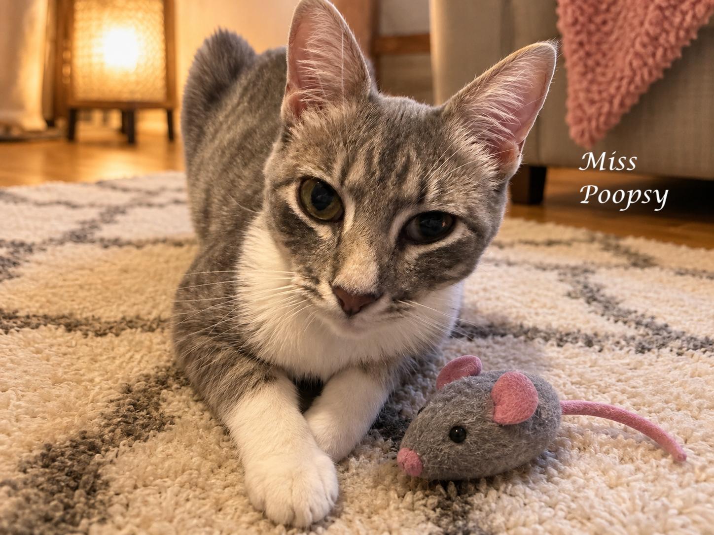 MISS POOPSY-DOO, a ADOPTABLE Tabby in Monrovia, CA image 3/3