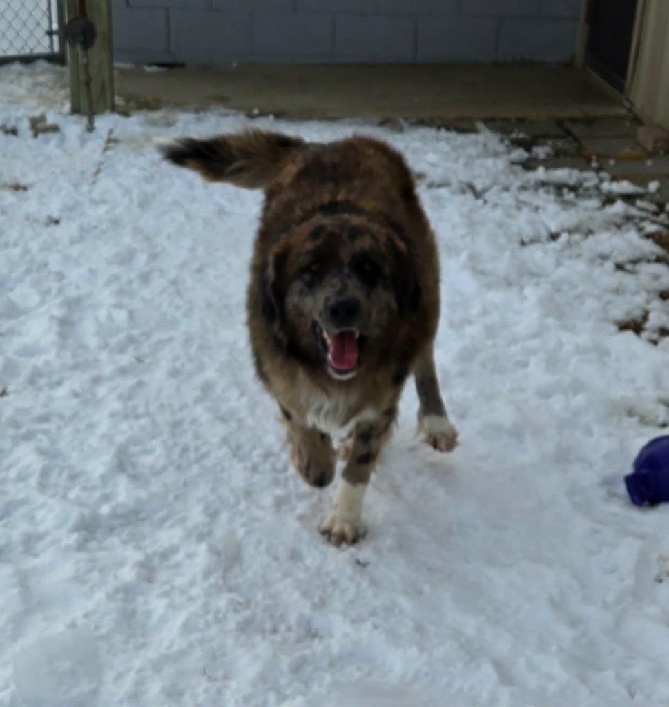 SPENCER, Adopted, Adult Male Mixed Breed.