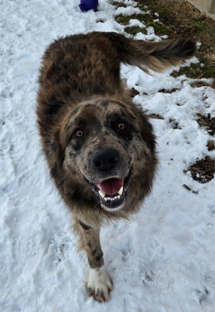 Enlarge SPENCER, a Adopted mixed breed in Moberly, MO image 2/6