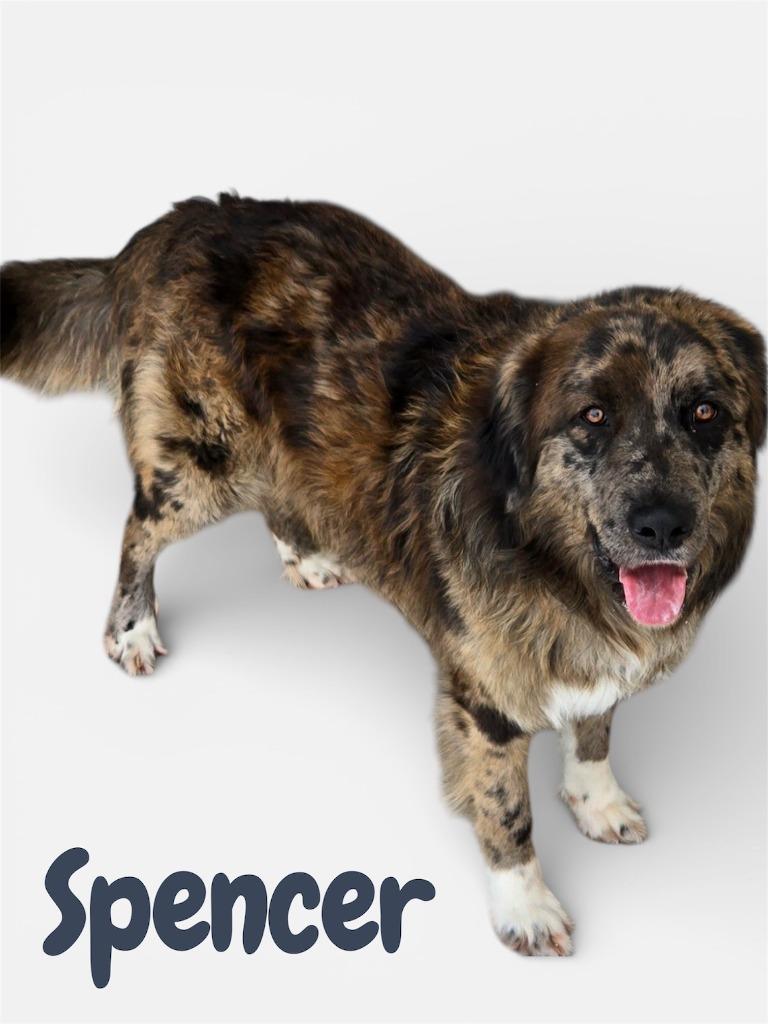 Enlarge SPENCER, a Adopted mixed breed in Moberly, MO image 3/6
