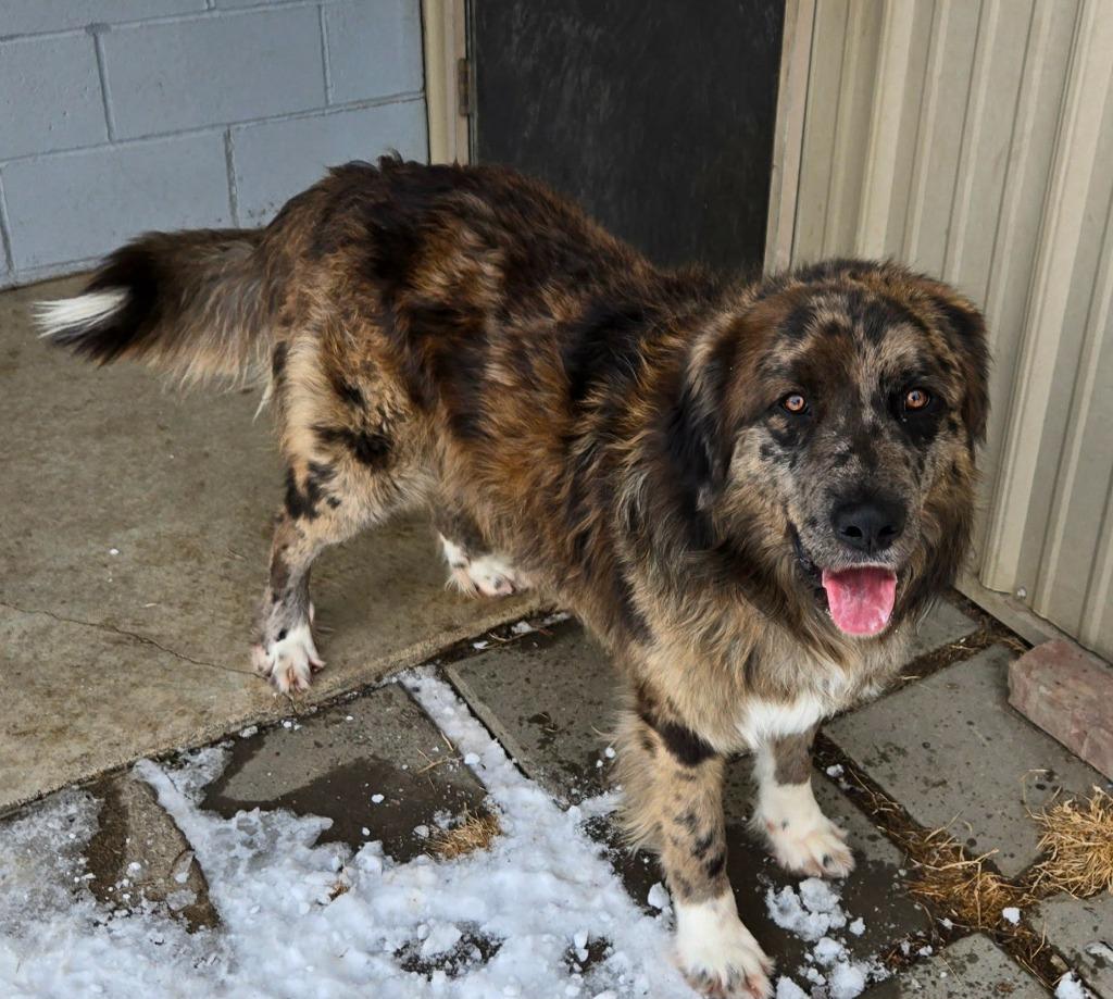 Enlarge SPENCER, a Adopted mixed breed in Moberly, MO image 5/6