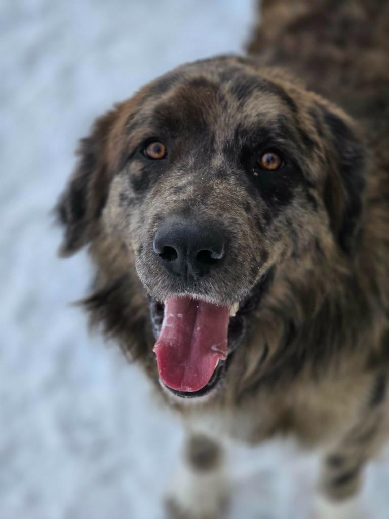 Enlarge SPENCER, a Adopted mixed breed in Moberly, MO image 6/6