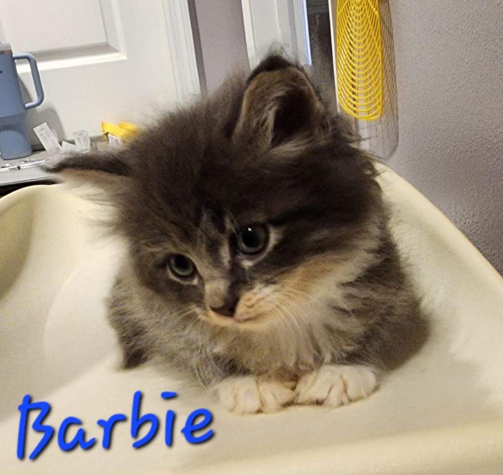 Enlarge Barbie, a Adoptable Domestic Long Hair in Cambridge, MD image 1/1