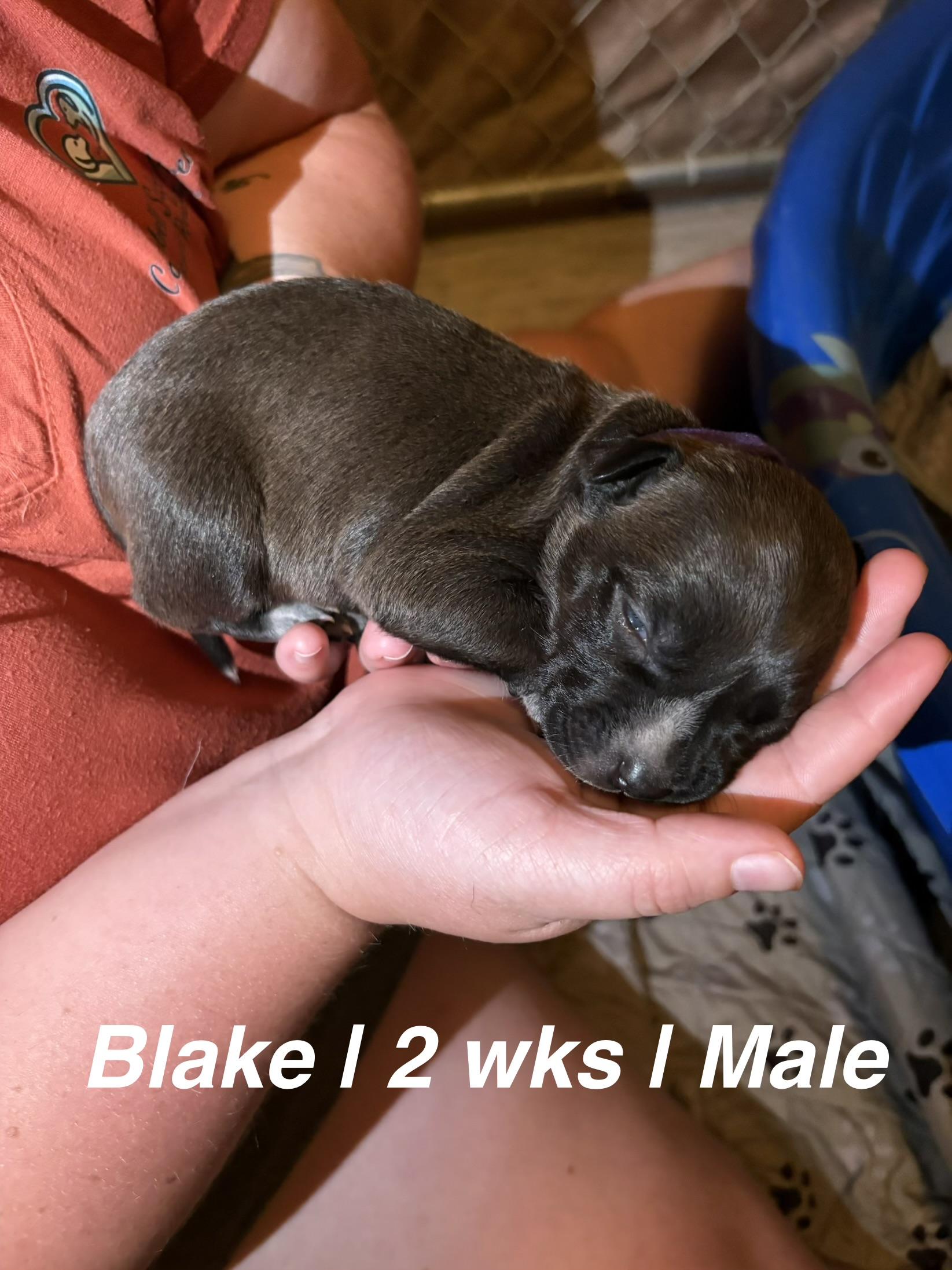 Blake, ADOPTABLE, Puppy Male Pit Bull Terrier.