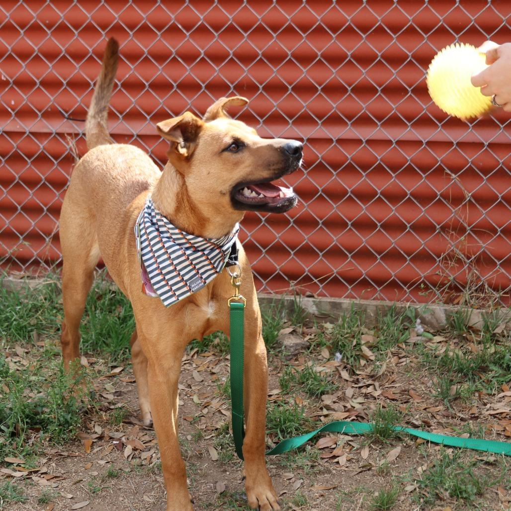 Enlarge Eli, a Adoptable mixed breed in Austin, TX image 1/6