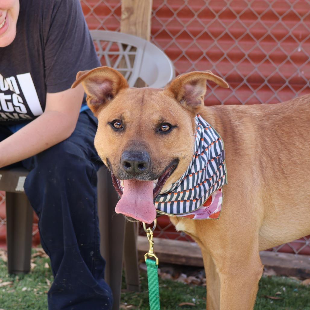 Enlarge Eli, a Adoptable mixed breed in Austin, TX image 2/6