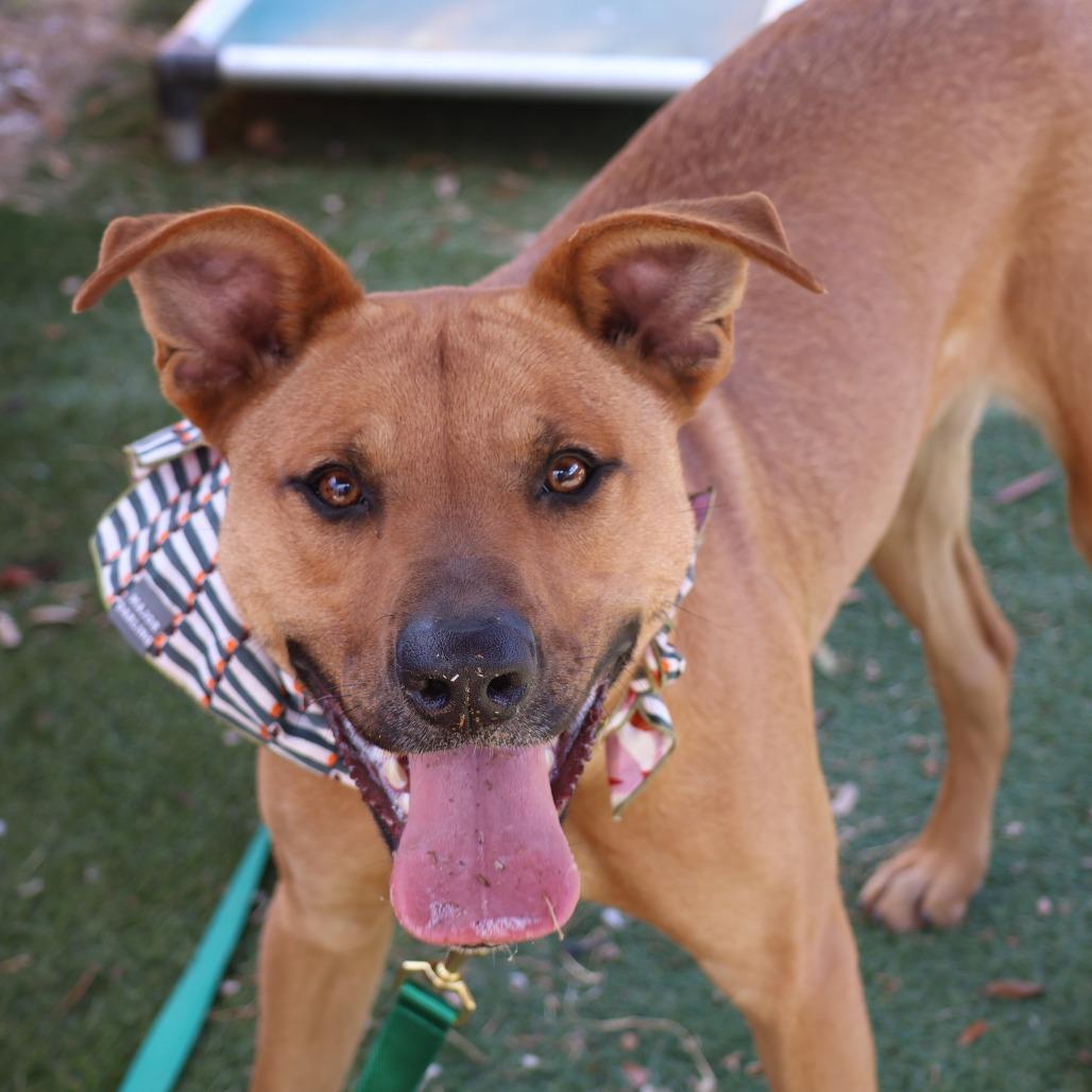 Enlarge Eli, a Adoptable mixed breed in Austin, TX image 3/6