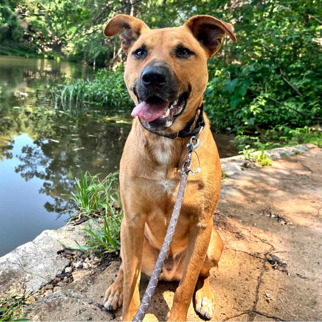 Enlarge Eli, a Adoptable mixed breed in Austin, TX image 4/6