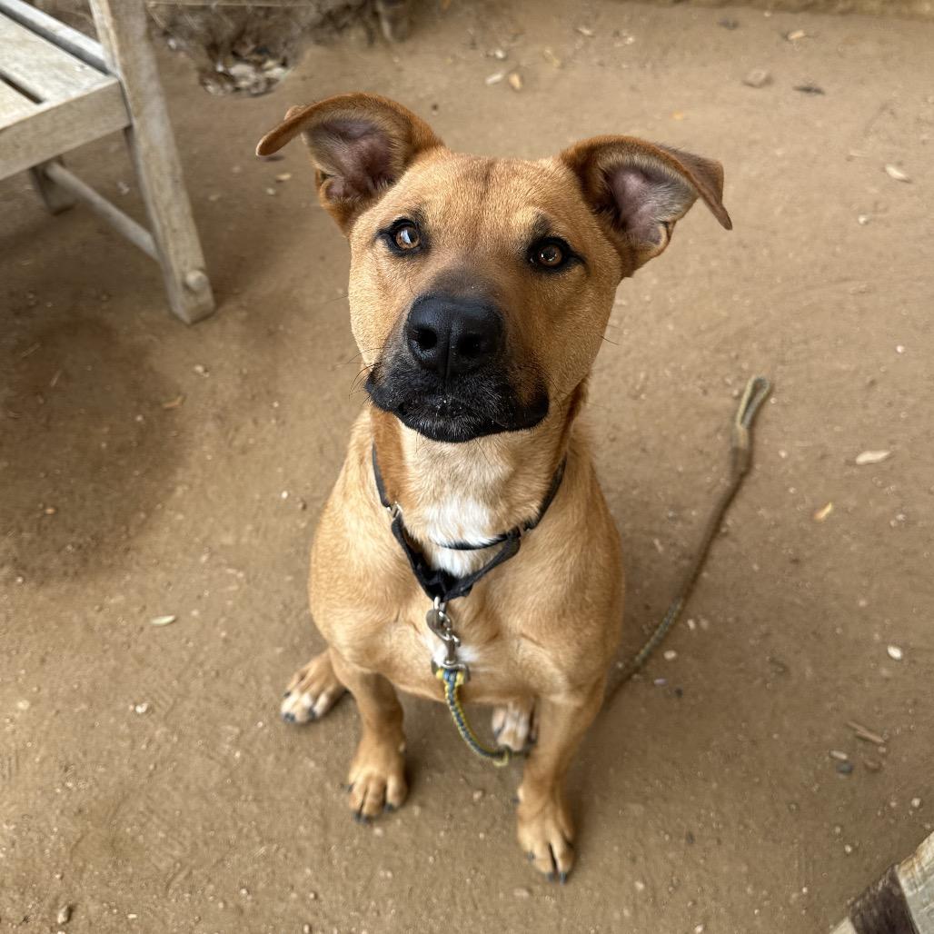 Enlarge Eli, a Adoptable mixed breed in Austin, TX image 5/6