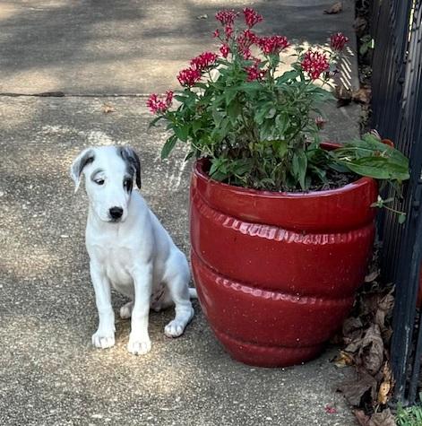 BUSTER - cuteness alert!