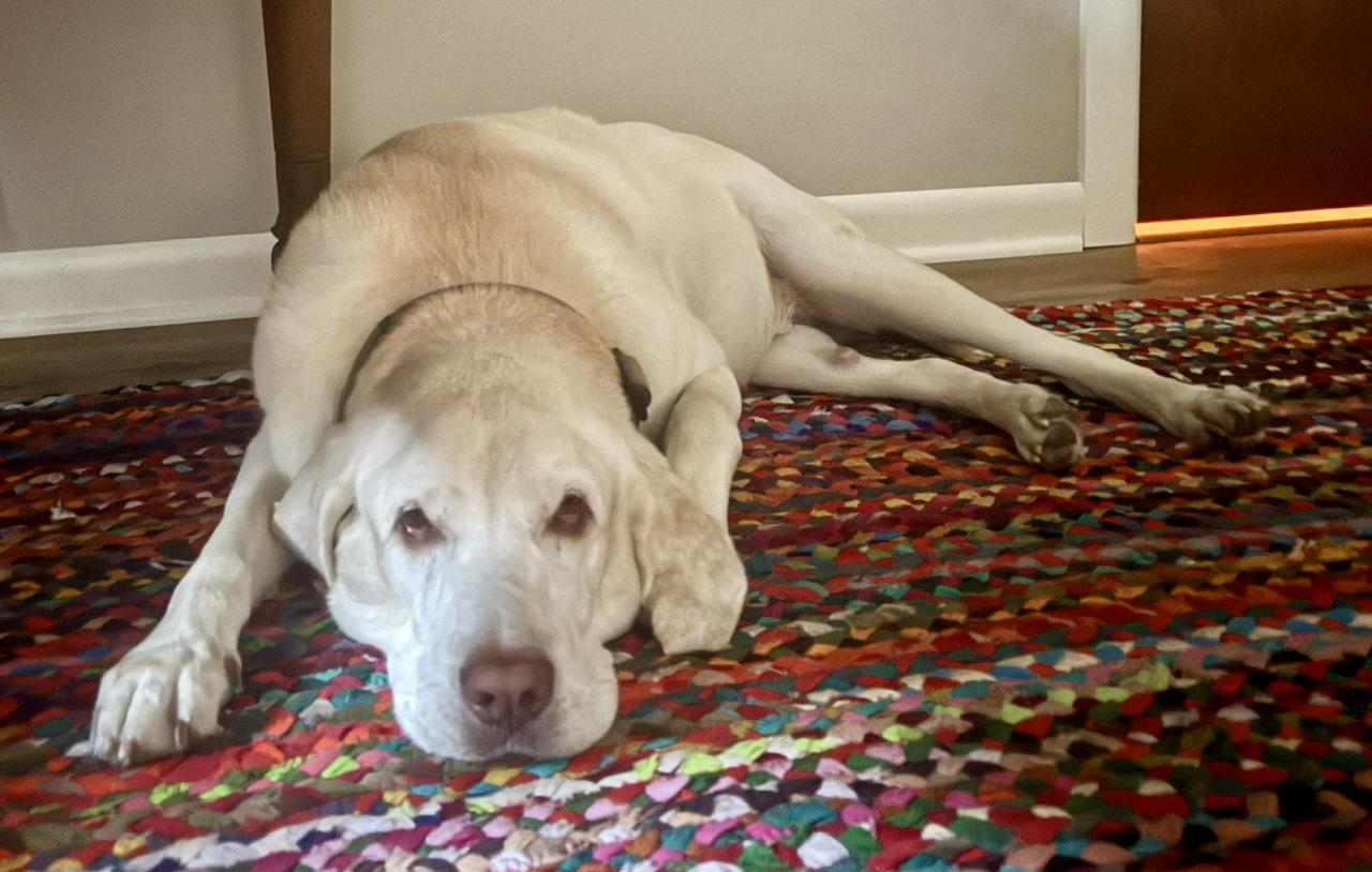 Sherman--Courtesy Post not an LELRR dog, a ADOPTABLE Labrador Retriever in Medina, OH image 3/4