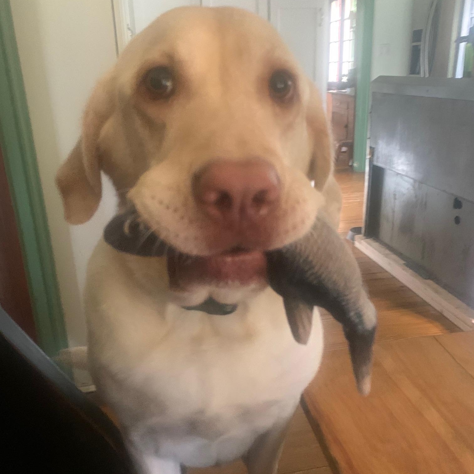 Sherman--Courtesy Post not an LELRR dog, a ADOPTABLE Labrador Retriever in Medina, OH image 2/4