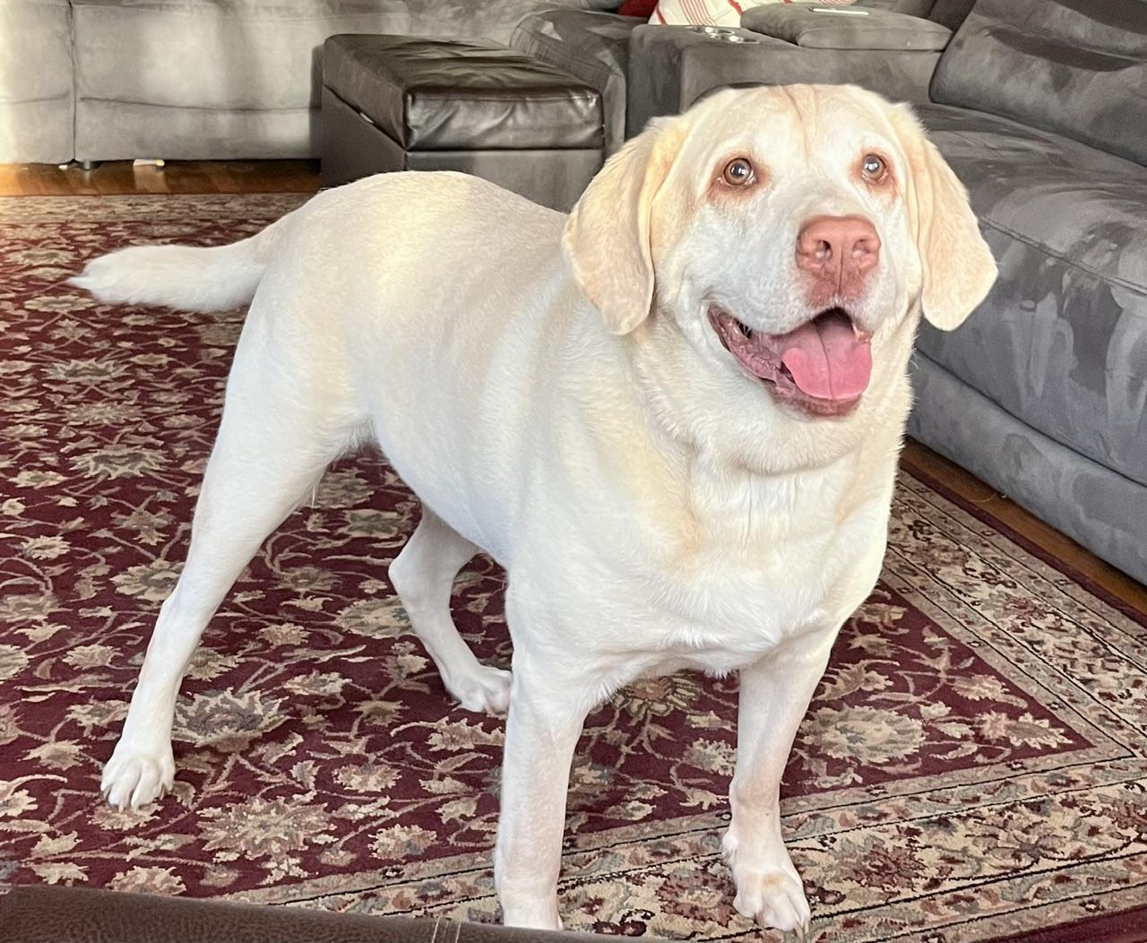 Sherman--Courtesy Post not an LELRR dog, ADOPTABLE, Senior Male Labrador Retriever.