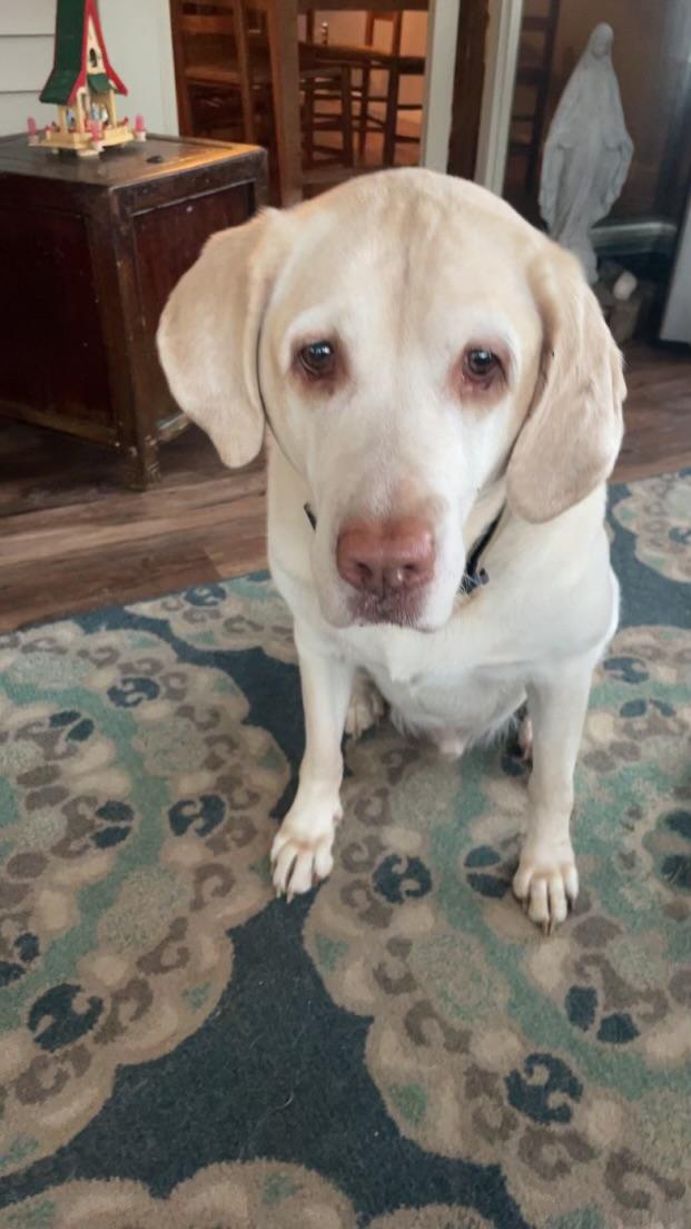 Sherman--Courtesy Post not an LELRR dog, a ADOPTABLE Labrador Retriever in Medina, OH image 4/4