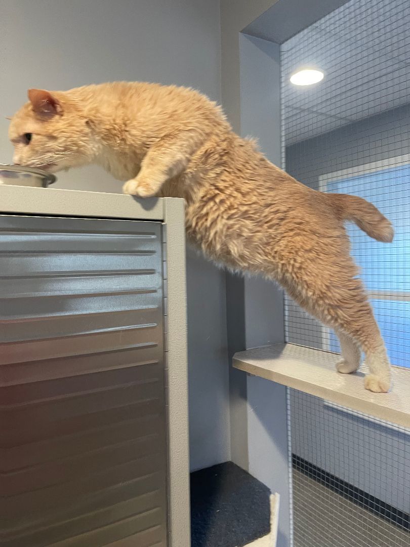 Spartacus, a Adoptable Domestic Short Hair in Lincoln, NE image 3/4