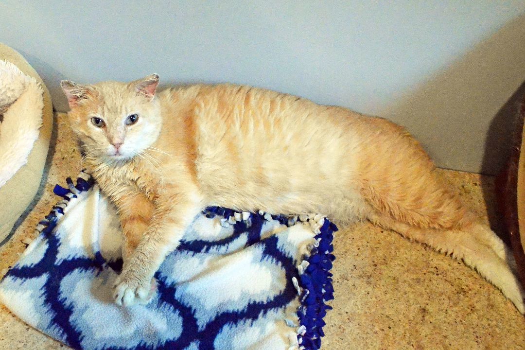 Spartacus, a Adoptable Domestic Short Hair in Lincoln, NE image 4/4