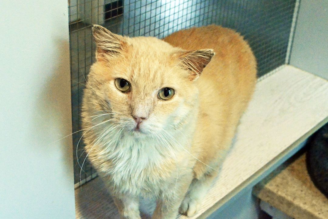 Spartacus, a Adoptable Domestic Short Hair in Lincoln, NE image 1/4