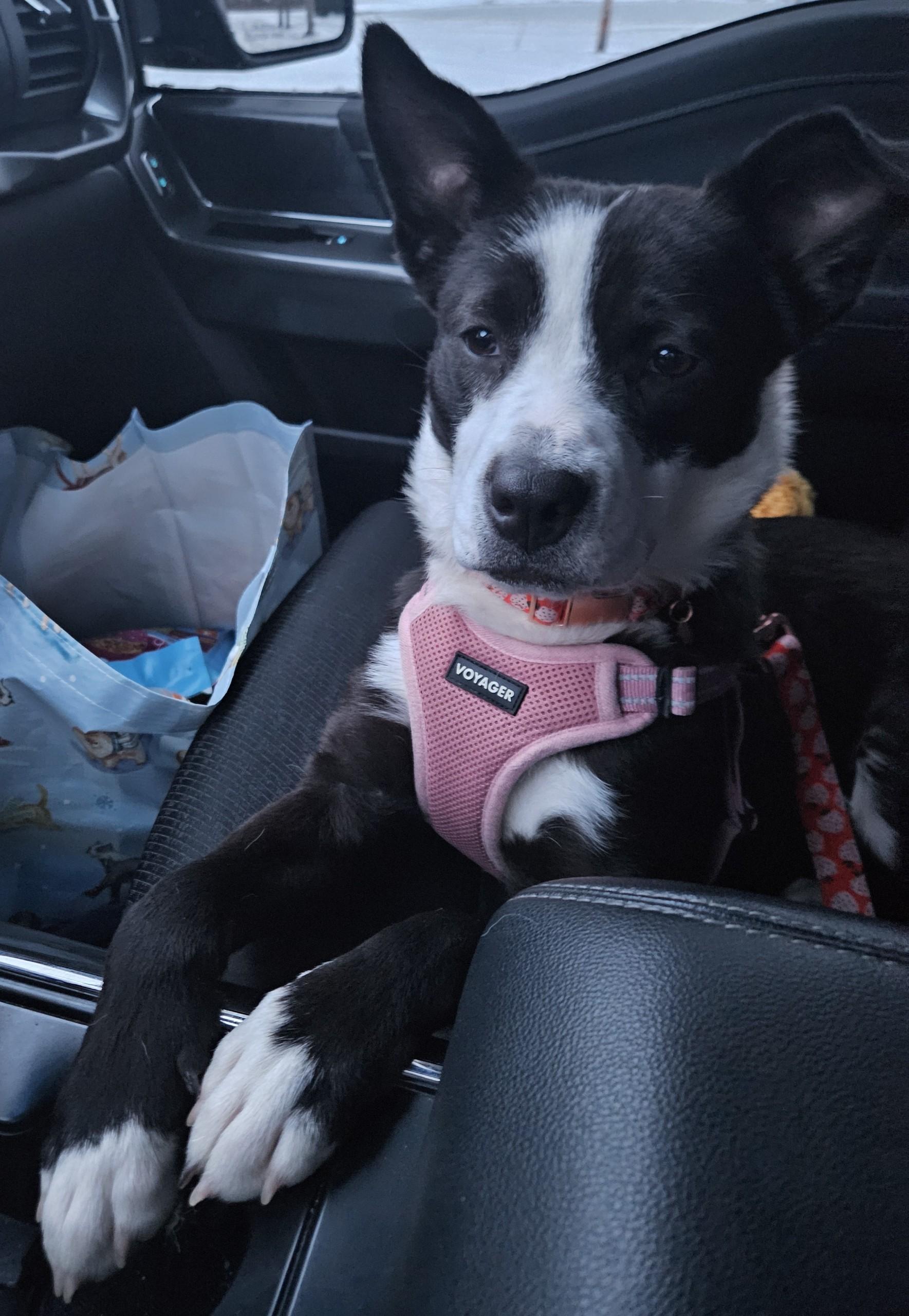 Enlarge Velvet , a ADOPTABLE mixed breed in Youngstown, OH image 6/6