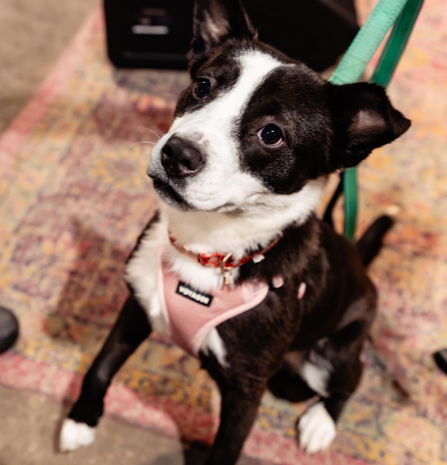 Enlarge Velvet , a ADOPTABLE mixed breed in Youngstown, OH image 3/6