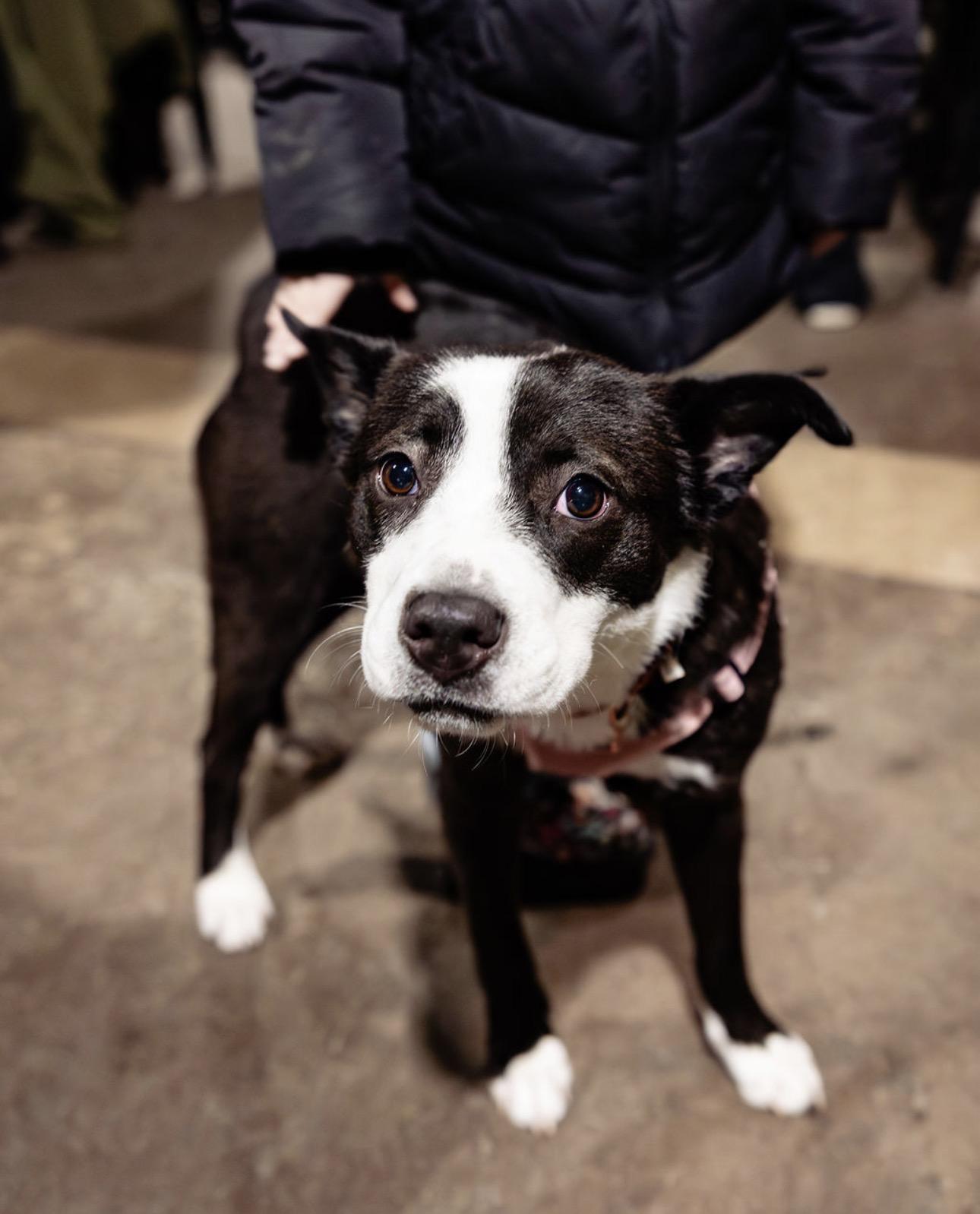 Enlarge Velvet , a ADOPTABLE mixed breed in Youngstown, OH image 2/6