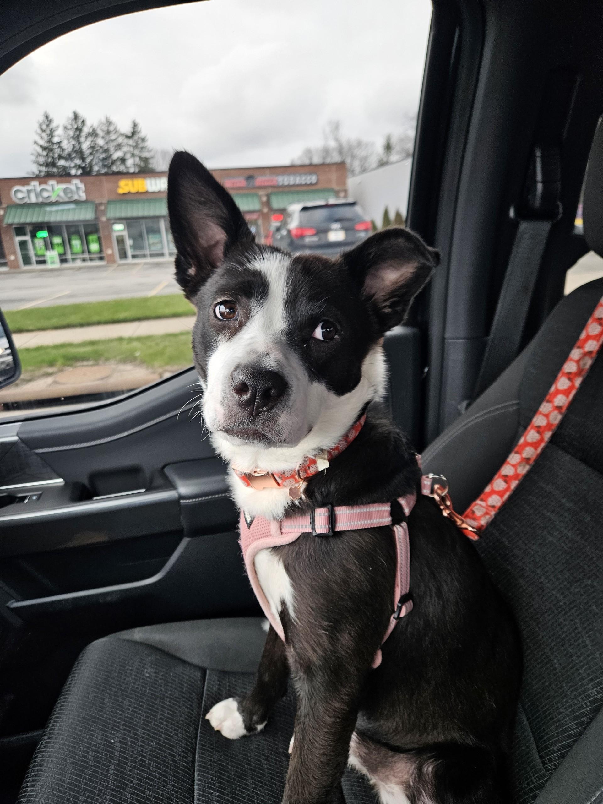 Enlarge Velvet , a ADOPTABLE mixed breed in Youngstown, OH image 2/6