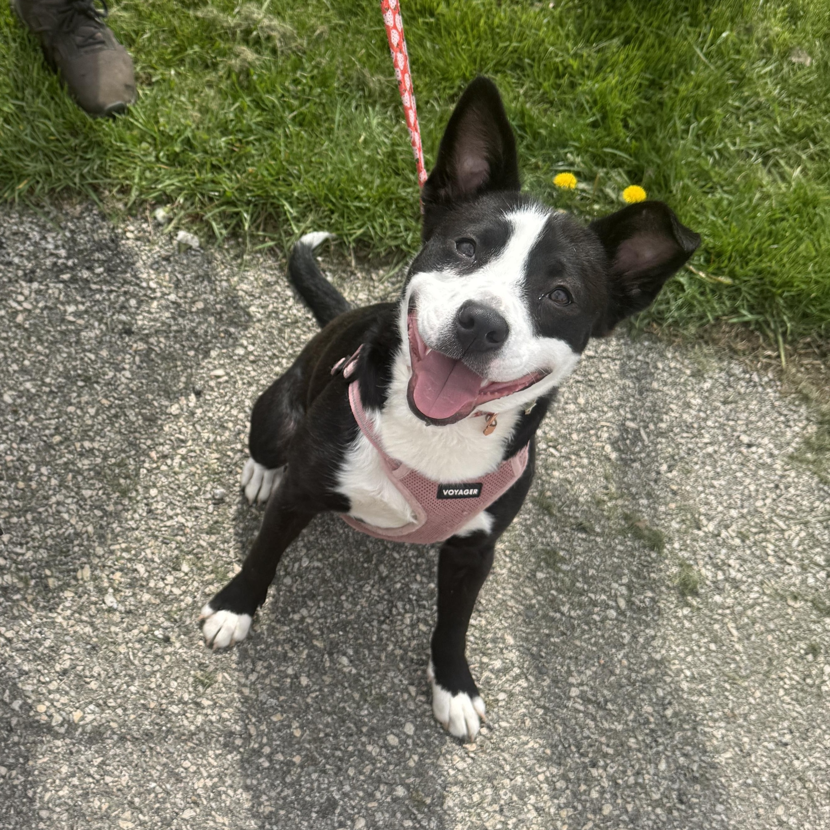 Velvet , ADOPTABLE, Puppy Female Border Collie.