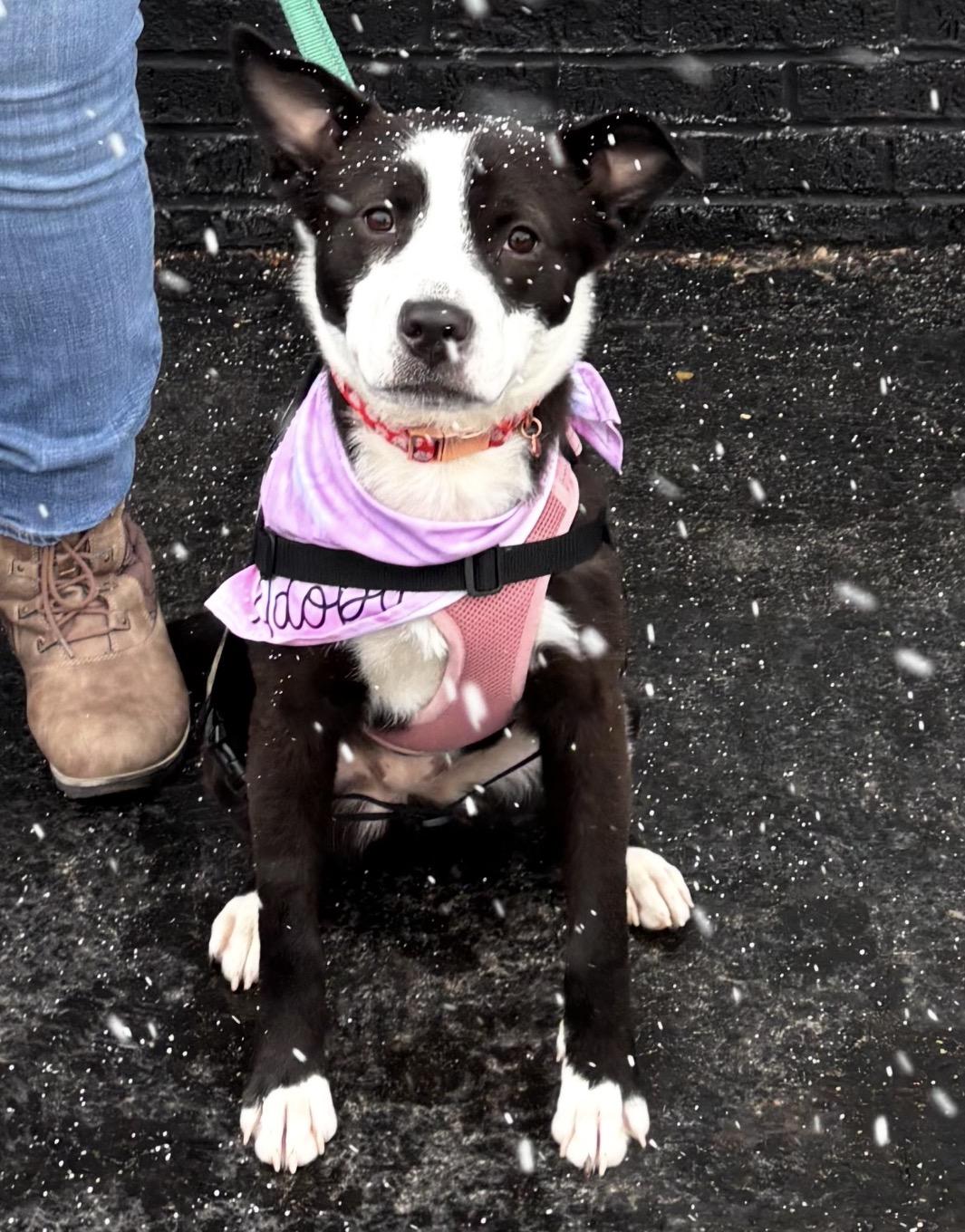 Enlarge Velvet , a ADOPTABLE mixed breed in Youngstown, OH image 4/6