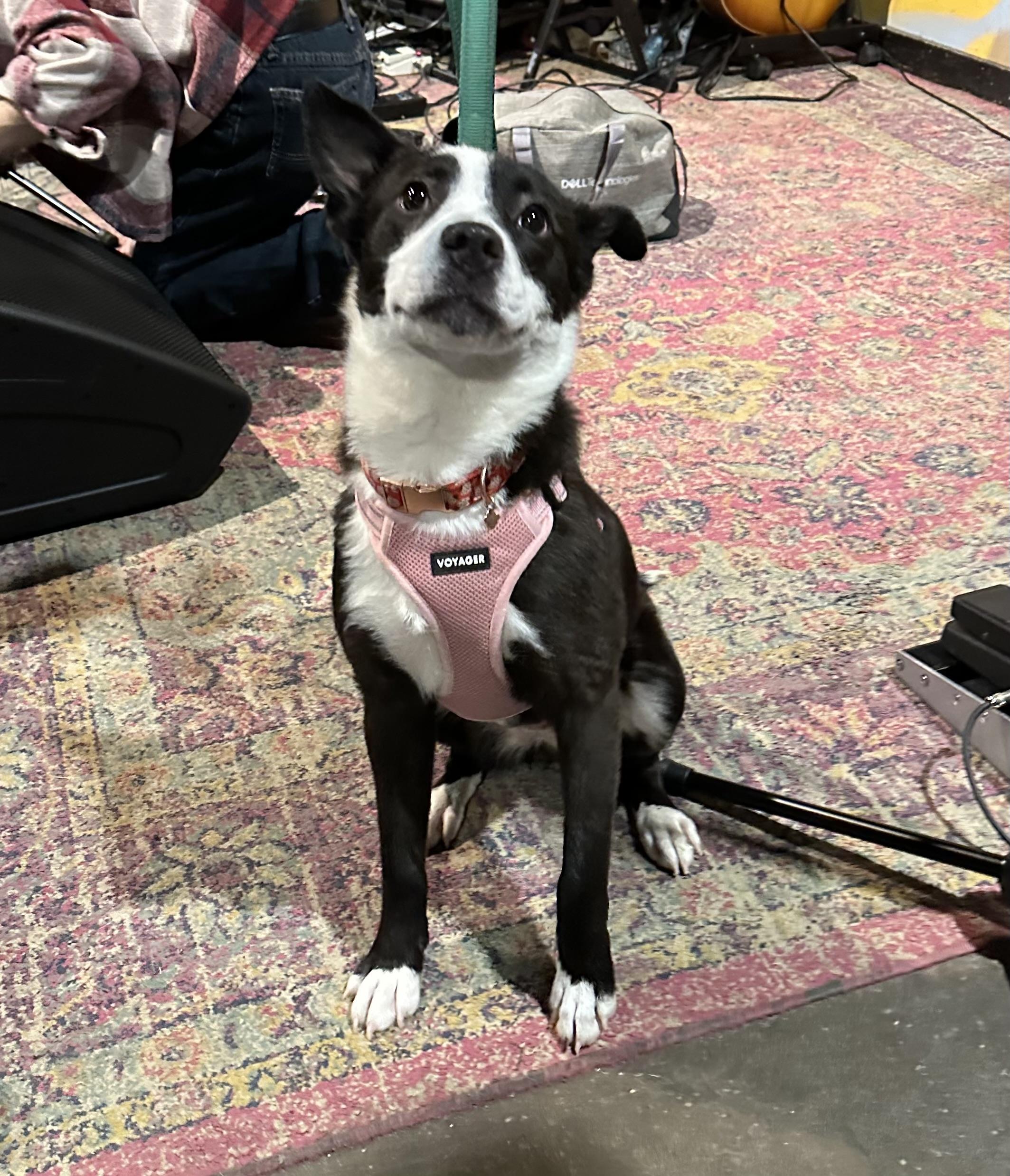 Velvet , ADOPTABLE, Puppy Female Border Collie.