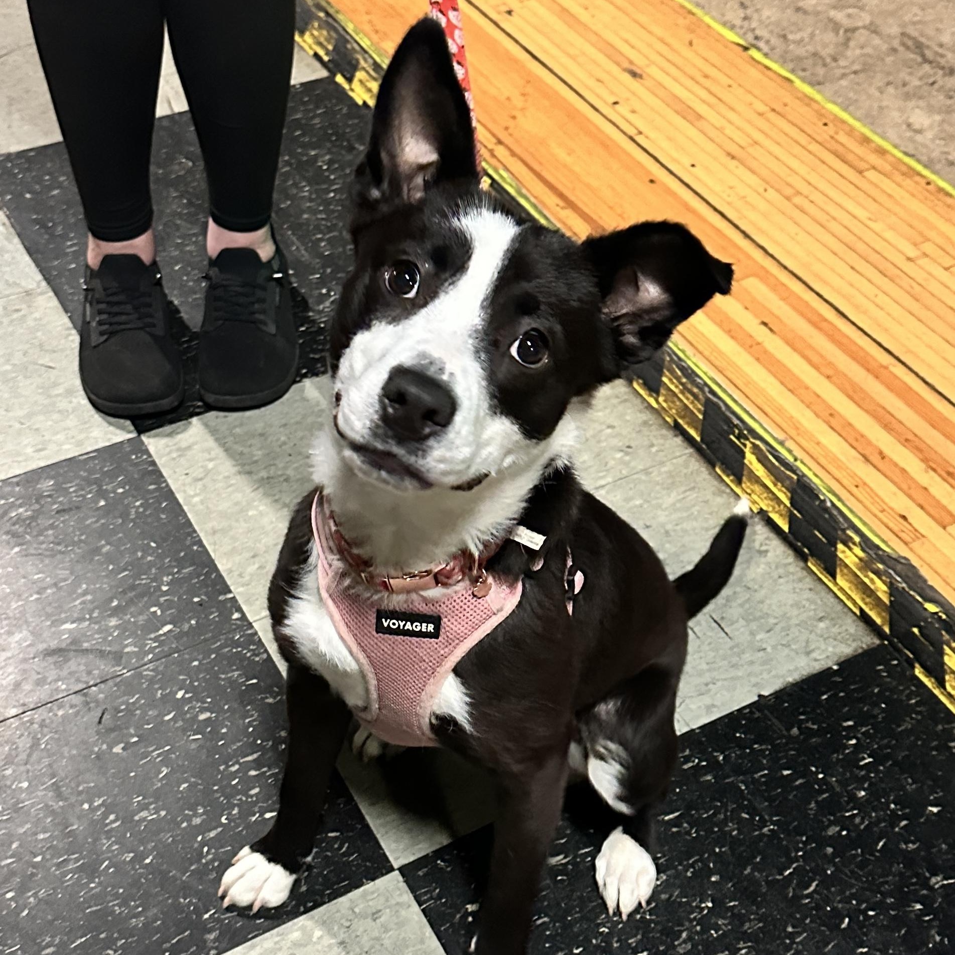 Enlarge Velvet , a ADOPTABLE mixed breed in Youngstown, OH image 1/6