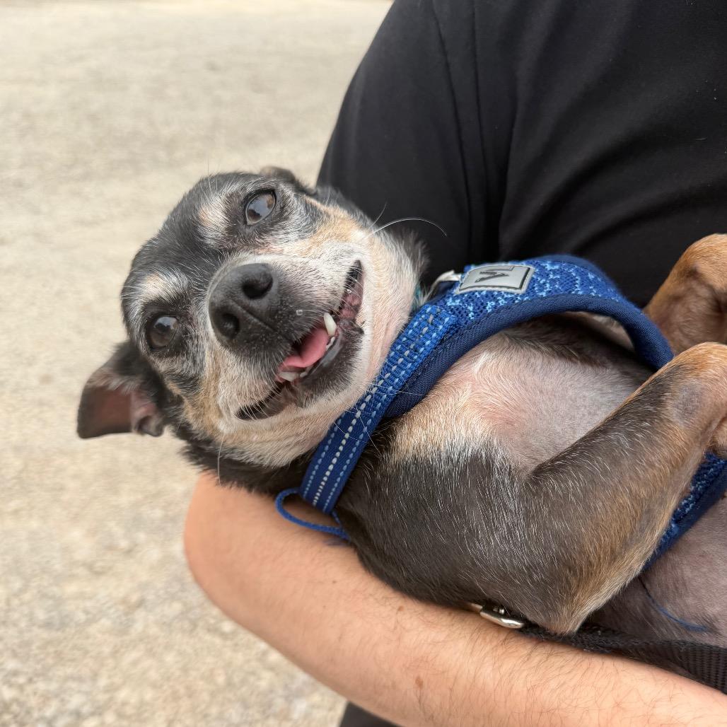 Bartholomew C-34350, a Adoptable mixed breed in Oklahoma City, OK image 1/6