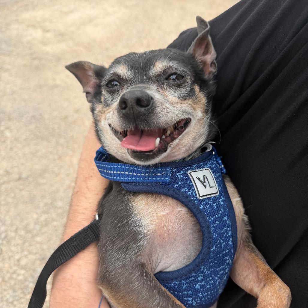 Bartholomew C-34350, Adoptable, Senior Male Chihuahua & Mixed Breed.