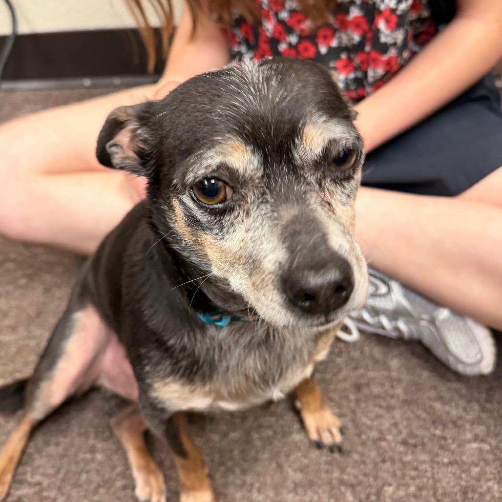 Bartholomew C-34350, a Adoptable mixed breed in Oklahoma City, OK image 2/6