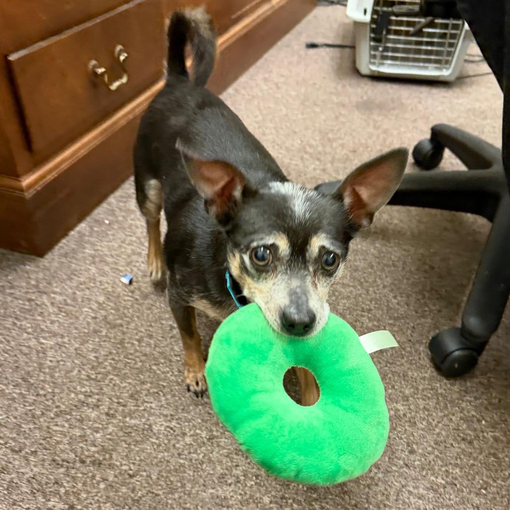 Bartholomew C-34350, a Adoptable mixed breed in Oklahoma City, OK image 3/6