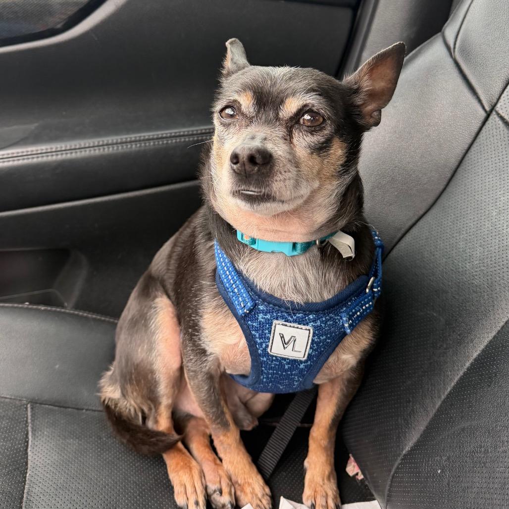 Bartholomew C-34350, a Adoptable mixed breed in Oklahoma City, OK image 4/6