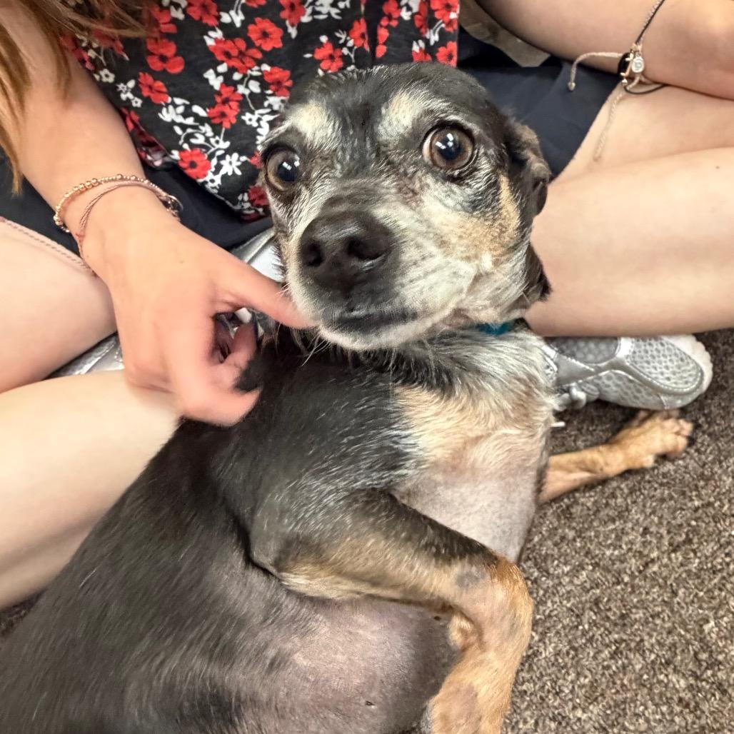 Bartholomew C-34350, a Adoptable mixed breed in Oklahoma City, OK image 5/6