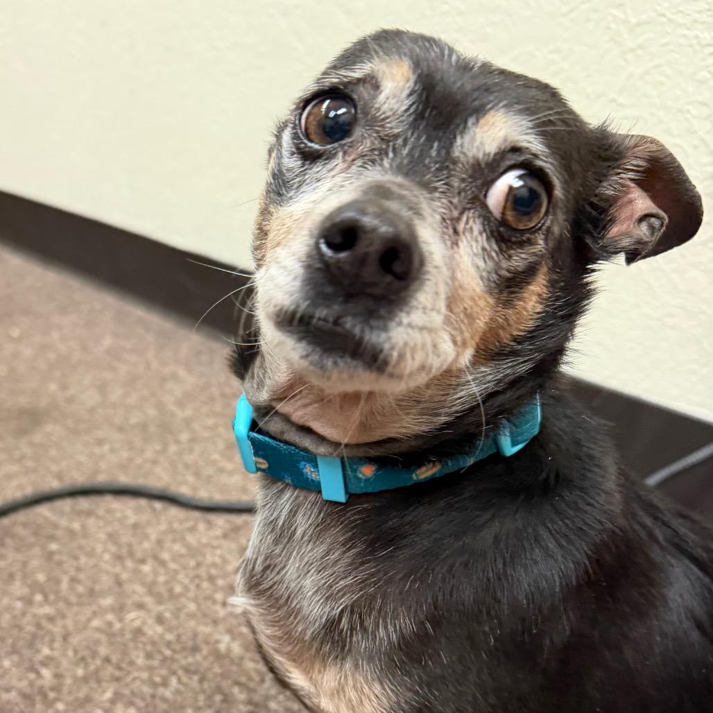 Bartholomew C-34350, a Adoptable mixed breed in Oklahoma City, OK image 6/6