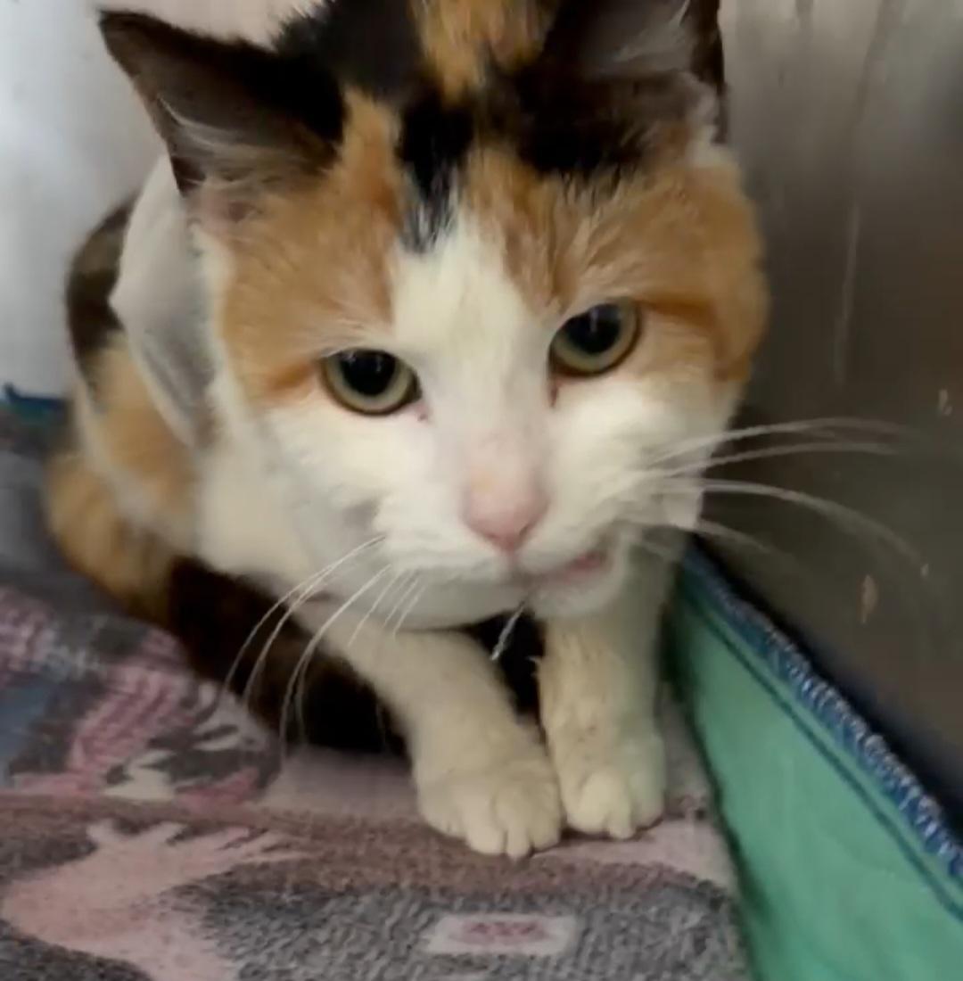 Marsha, adopted, Young Female Domestic Short Hair.