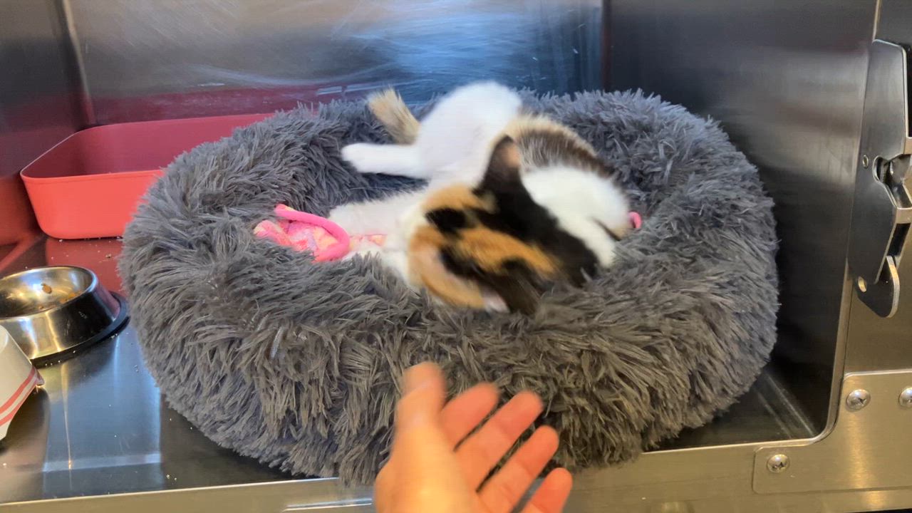 Enlarge Marsha, an adopted Domestic Short Hair in Bloomsdale, MO video 3/3