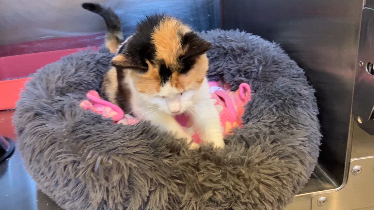 Enlarge Marsha, an adopted Domestic Short Hair in Bloomsdale, MO video 2/3