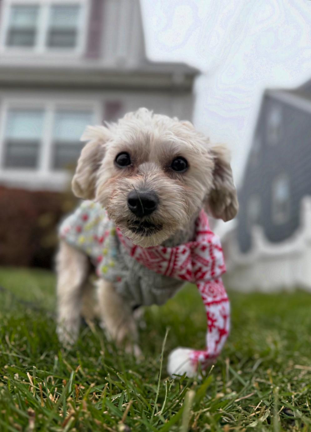 Enlarge Milo , a ADOPTABLE mixed breed in Thornwood, NY image 1/6