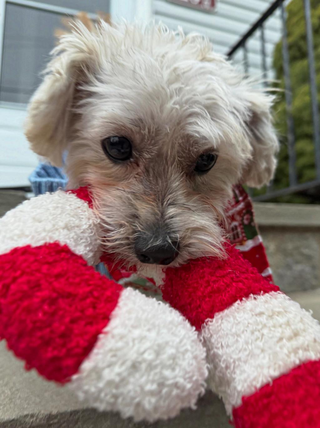 Enlarge Milo , a ADOPTABLE mixed breed in Thornwood, NY image 2/6