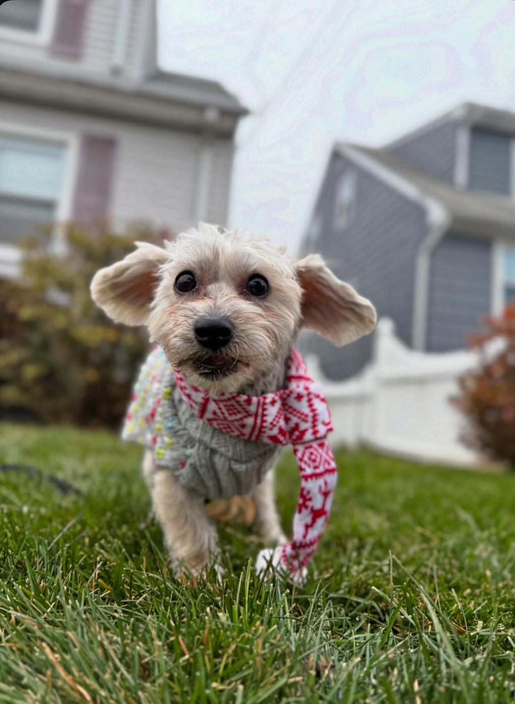 Enlarge Milo , a ADOPTABLE mixed breed in Thornwood, NY image 3/6