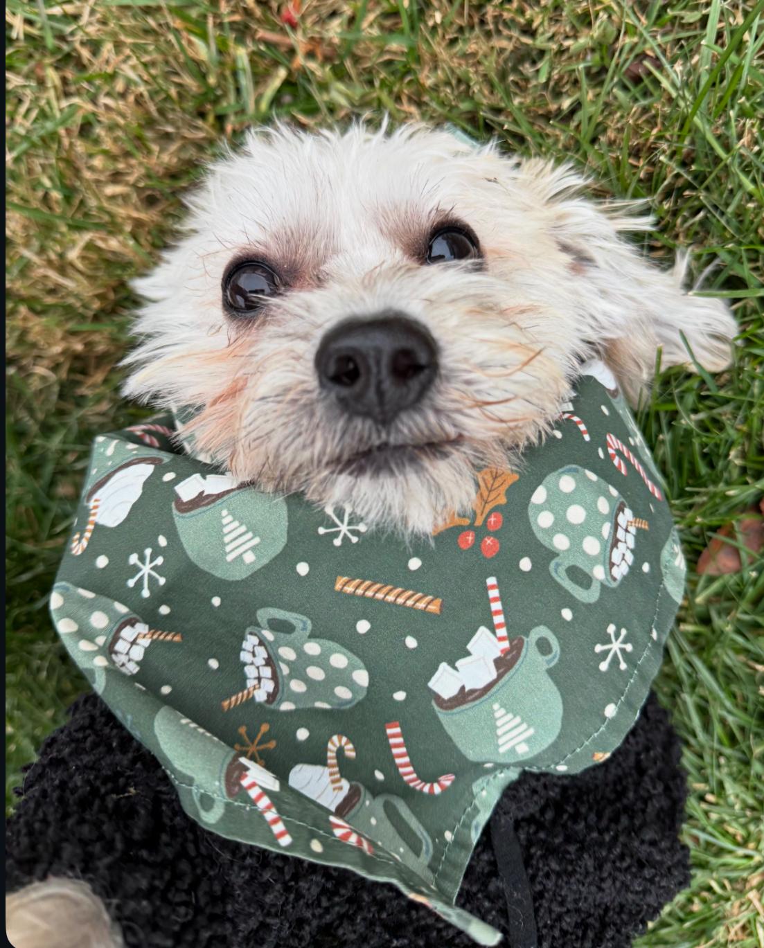 Enlarge Milo , a ADOPTABLE mixed breed in Thornwood, NY image 4/6