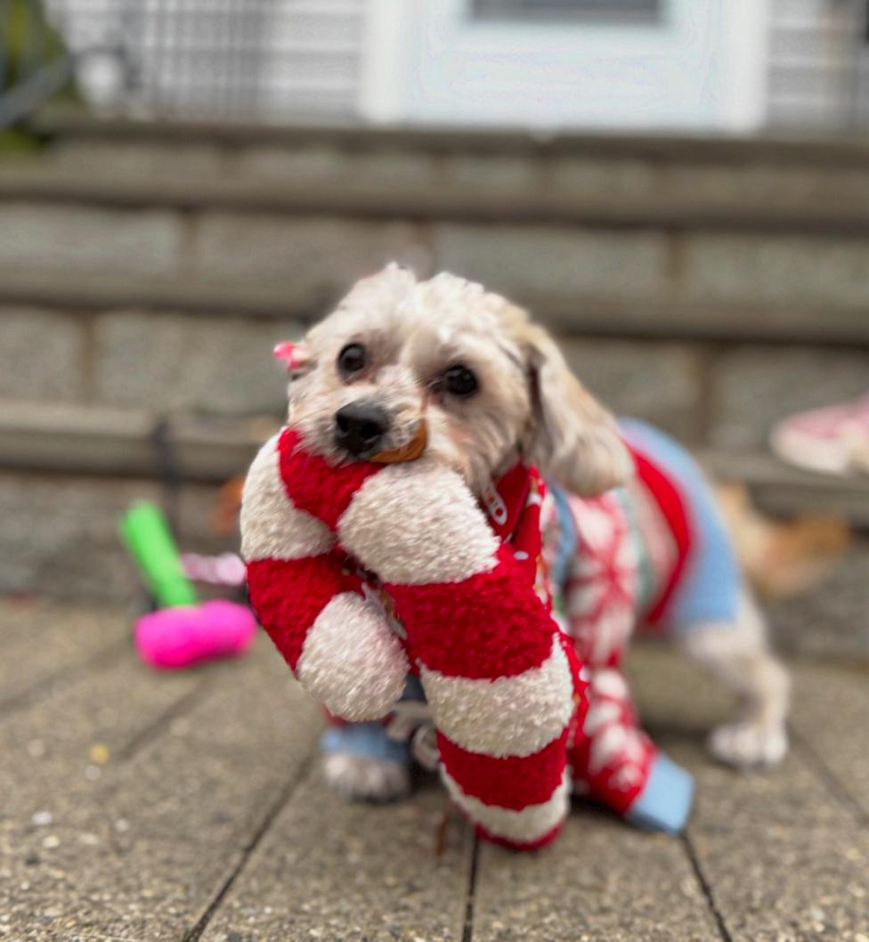 Enlarge Milo , a ADOPTABLE mixed breed in Thornwood, NY image 5/6