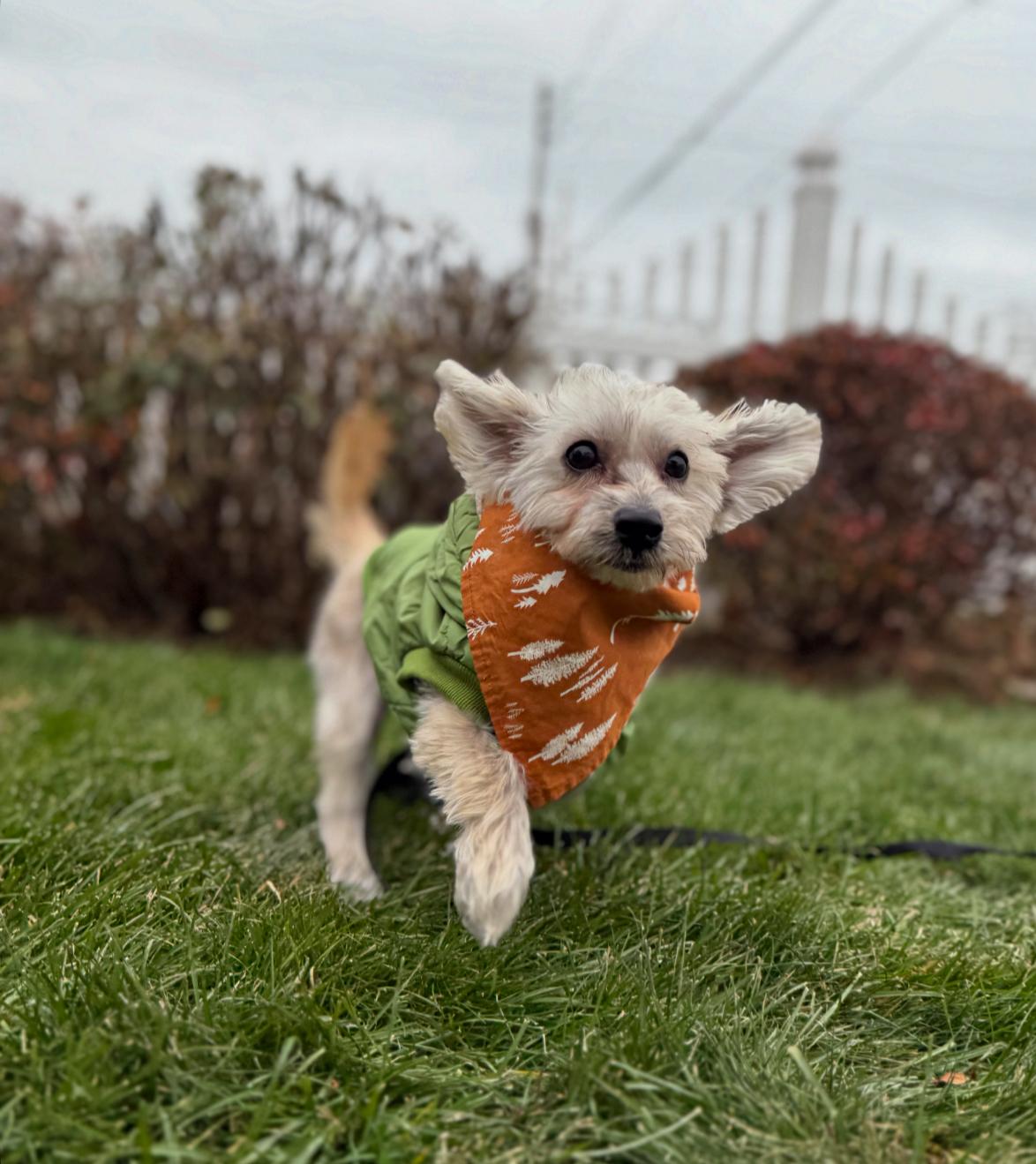 Enlarge Milo , a ADOPTABLE mixed breed in Thornwood, NY image 6/6